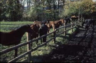 Fotografie: Pferdehaltung, Laufstallhaltung