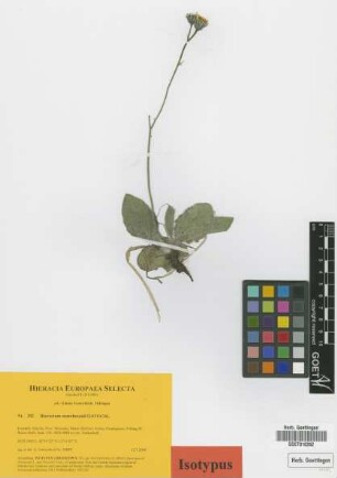 Hieracium marchesonii Gottschl. [isotype]