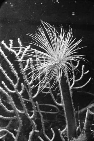 Schraubensabellen im Vivarium der Landessammlungen für Naturkunde.