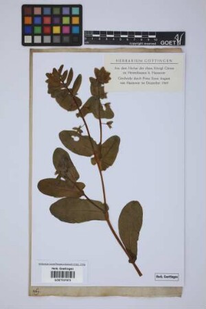 Cerinthe minor minor L.