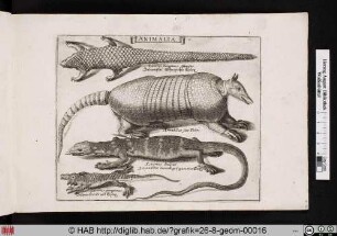 ANIMALIA. Echsen und Gürteltier.