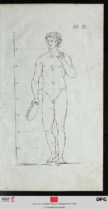 Taf. IX Der ganze Körper des Mannes [(Proportionen)]