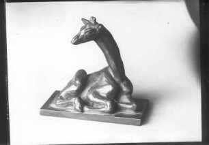 Liegende junge Giraffe