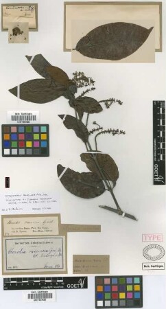 Clonodia racemosa (A.Juss.) Nied.