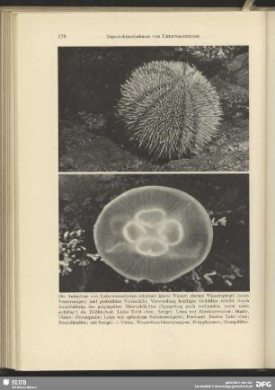 Seeigel