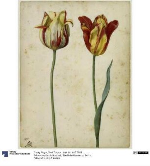 Zwei Tulpen