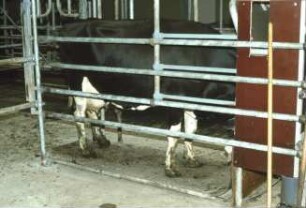 Fotografie: Fütterungstechnik, Milchviehhaltung, Kraftfutterautomat, Abrufstation, Tierwaage