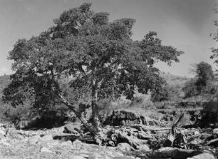 Baum : Bäume in trockener Landschaft