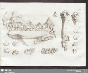Pl. XLVII