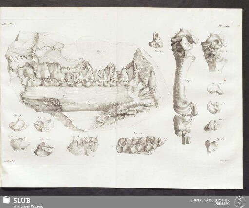 Pl. XLVII