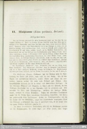 11. Weißtanne (Abies pectinata, DeCand.)
