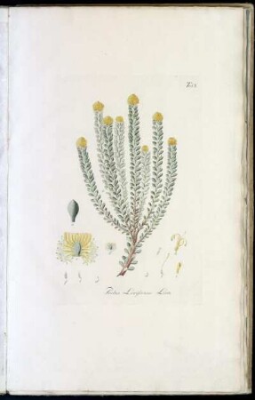 Tab. I Protea Levisanus Linn
