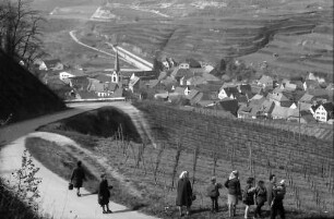 Bickensohl: Umgelegte Weinberge mit Blick nach Bickensohl