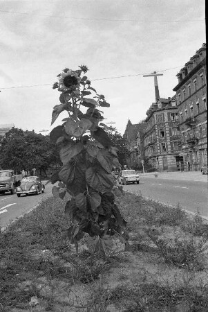 Sonnenblumen in der Kriegsstraße.
