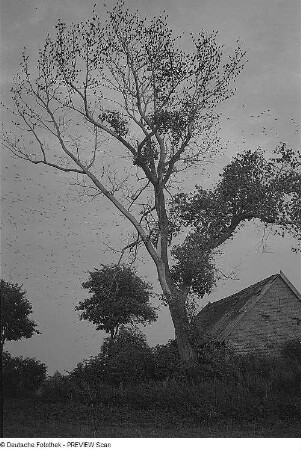 Insel Ummanz. Klein Kubitz, Schlafbaum der Stare