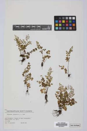 Anogramma leptophylla (L.) Link