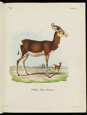 Suppl. CCLXX. A. Antilope Mhorr Bennet.