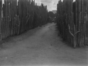 Kakteenallee : Eine Allee aus Kakteen, die in der Nähe der Tempelanlage von Mitla als Palisade dienen.
