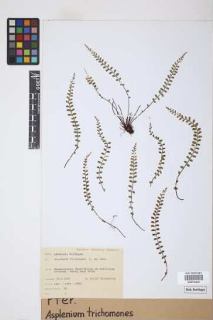 Asplenium trichomanes L.