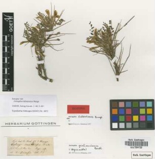 Astragalus daltonianus Bunge [isotype]