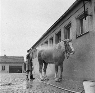 Tierklinik Dresden-Reick, Oskar-Röder-Str. 6. Pferdewäsche