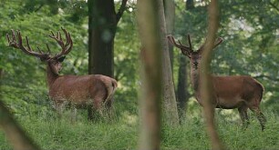 Auf der Jagd - Wem gehört die Natur?