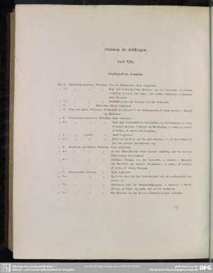 Erklärung der Abbildungen. Tafel XXV
