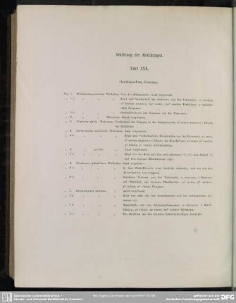 Erklärung der Abbildungen. Tafel XXV