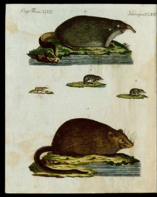 Mäuse verschiedener Art.