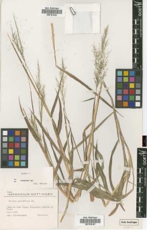Melinis minutiflora P.Beauv.