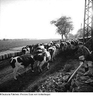 Landwirtschaftliche Produktionsgenossenschaft (LPG) Berbisdorf (Versammlung, Kühe, Feldarbeit)