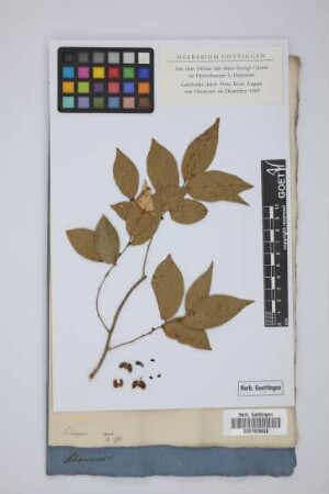 Rhamnus