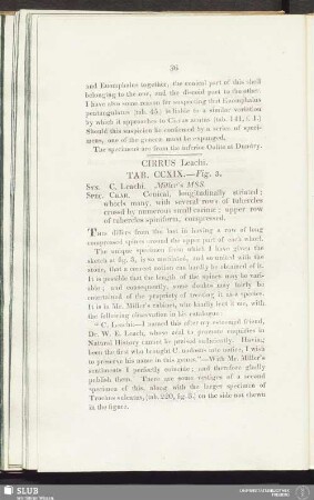 Cirrus Leachi. Tab. CCXIX. — Fig. 3