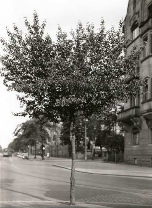 Kornelkirsche (Cornus mas), auch Herlitze, Dürlitze, Hirlnuss, Dirndling, Dirndlstrauch oder Gelber Hartriegel auf der Nürnberger Straße in Dresden