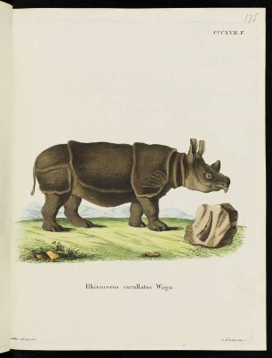 CCCXVII. F. Rhinoceros cucullatus Wagn.