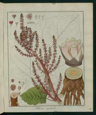 28r, Rheum australe