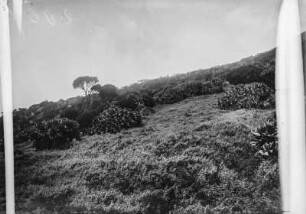 Vegetation der Virunga-Vulkane (Sammlung Hans Meyer - Herzog-Adolf-Friedrich-Expedition 1907–1908)