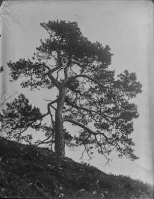 Kiefer : Kiefer (Pinus sylvestris Linnaeus) auf felsigem Boden.