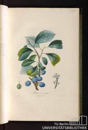 P. XXXV. Prune sans noyau.