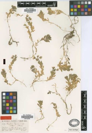 Cerastium lazicum Boiss. & Balansa [type]