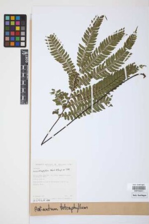 Adiantum tetraphyllum