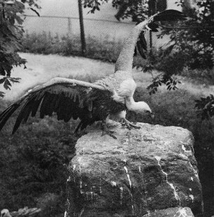 Zootiere. Geier