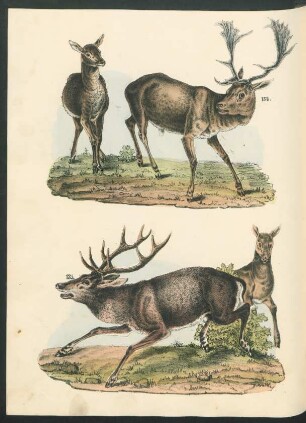 Tafel: [Fig. 134.-137.]