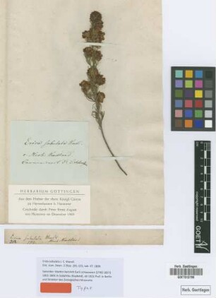 Erica subulata J.C.Wendl. [holotype]