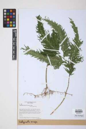 Selaginella anceps (C.Presl) C.Presl