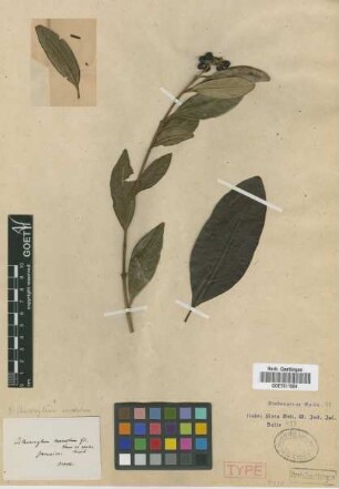 Citharexylum surrectum Griseb.