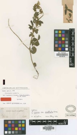 Crotalaria incana L. var. australis Griseb.[lectotype]