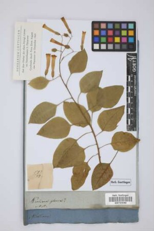 Nicotiana glauca