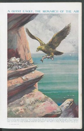 Tafel: A giant Eagle, the monarch of the air