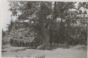 Postkarte, Lübben (Spreewald)